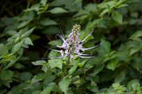 Singapore Zoo - Blume