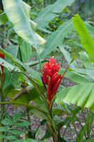 Singapore Zoo - Blume