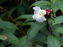 Singapore Zoo - Blume