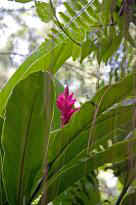 Singapore Zoo - Blume
