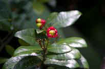 Singapore Zoo - Blume