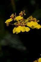 Singapore Zoo - Orchidee