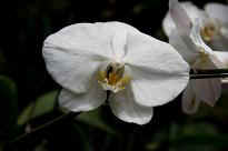 Singapore Zoo - Orchidee