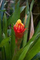 Singapore Zoo - Blume