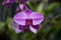 Singapore Zoo - Orchidee