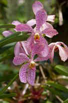 Singapore Zoo - Orchidee