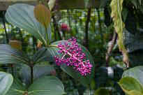 Singapore Zoo - Blume