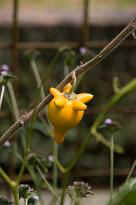 Singapore Zoo - Nipple Fruit