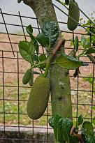 Singapore Zoo - Frucht