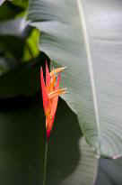 Singapore Zoo - Blume