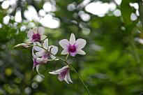 Singapore Zoo - Orchidee