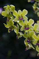 Singapore Zoo - Orchidee