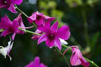 Singapore Zoo - Orchidee
