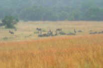 Pilanesberg Nationalpark - Zebraherde