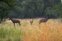Pilanesberg Nationalpark - wenn man sich nichts zu sagen hat...