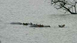Pilanesberg Nationalpark - Flupferde