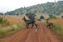 Pilanesberg Nationalpark - Kudufamilie