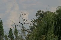 Val - Ibisse im Baum