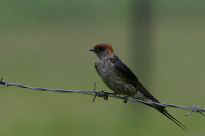 Val - eine Schwalbe auf dem Zaun