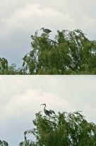 Val - Reiher im Baum