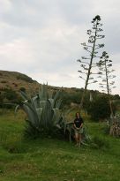 Greylingstad - Indra vor der Blte!