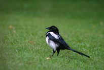 eine diebische Elster hat unsere Kekse vom Tisch gestohlen