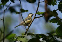 Wer hat hier jetzt eine Meise?